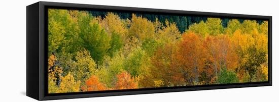 USA, Wyoming. Autumn aspen, Grand Teton National Park.-Judith Zimmerman-Framed Stretched Canvas