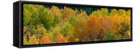 USA, Wyoming. Autumn aspen, Grand Teton National Park.-Judith Zimmerman-Framed Stretched Canvas