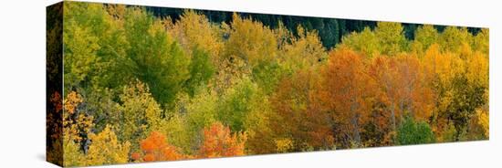 USA, Wyoming. Autumn aspen, Grand Teton National Park.-Judith Zimmerman-Stretched Canvas