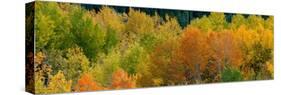 USA, Wyoming. Autumn aspen, Grand Teton National Park.-Judith Zimmerman-Stretched Canvas