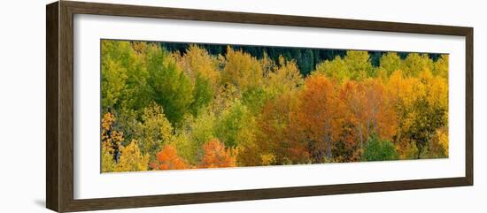 USA, Wyoming. Autumn aspen, Grand Teton National Park.-Judith Zimmerman-Framed Photographic Print