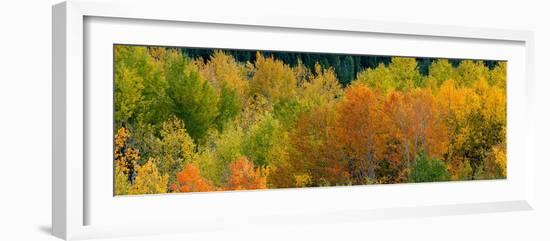 USA, Wyoming. Autumn aspen, Grand Teton National Park.-Judith Zimmerman-Framed Photographic Print