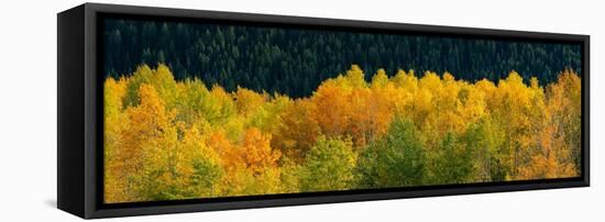 USA, Wyoming. Autumn aspen, Grand Teton National Park.-Judith Zimmerman-Framed Stretched Canvas