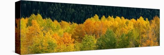 USA, Wyoming. Autumn aspen, Grand Teton National Park.-Judith Zimmerman-Stretched Canvas