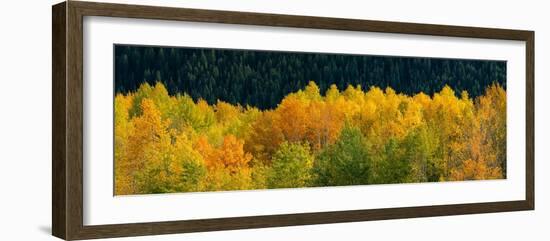 USA, Wyoming. Autumn aspen, Grand Teton National Park.-Judith Zimmerman-Framed Photographic Print