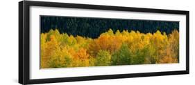 USA, Wyoming. Autumn aspen, Grand Teton National Park.-Judith Zimmerman-Framed Photographic Print