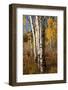 USA, Wyoming. Autumn Aspen near the Oxbow Bend, Grand Teton National Park.-Judith Zimmerman-Framed Photographic Print