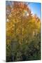 USA, Wyoming. Autumn Aspen near the Oxbow Bend, Grand Teton National Park.-Judith Zimmerman-Mounted Photographic Print