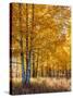 USA, Wyoming. Autumn Aspen near the Oxbow Bend, Grand Teton National Park.-Judith Zimmerman-Stretched Canvas