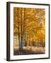 USA, Wyoming. Autumn Aspen near the Oxbow Bend, Grand Teton National Park.-Judith Zimmerman-Framed Photographic Print