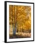 USA, Wyoming. Autumn Aspen near the Oxbow Bend, Grand Teton National Park.-Judith Zimmerman-Framed Photographic Print