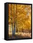 USA, Wyoming. Autumn Aspen near the Oxbow Bend, Grand Teton National Park.-Judith Zimmerman-Framed Stretched Canvas