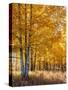 USA, Wyoming. Autumn Aspen near the Oxbow Bend, Grand Teton National Park.-Judith Zimmerman-Stretched Canvas