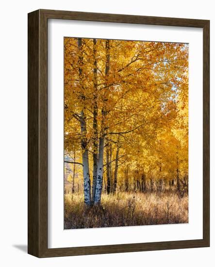 USA, Wyoming. Autumn Aspen near the Oxbow Bend, Grand Teton National Park.-Judith Zimmerman-Framed Photographic Print