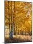 USA, Wyoming. Autumn Aspen near the Oxbow Bend, Grand Teton National Park.-Judith Zimmerman-Mounted Photographic Print