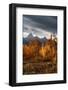 USA, Wyoming. Autumn evening near Black Tail Butte, Grand Teton National Park.-Judith Zimmerman-Framed Photographic Print