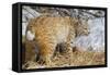 USA, Wyoming, Bobcat Feeding on Mule Deer Carcass-Elizabeth Boehm-Framed Stretched Canvas