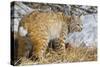 USA, Wyoming, Bobcat Feeding on Mule Deer Carcass-Elizabeth Boehm-Stretched Canvas