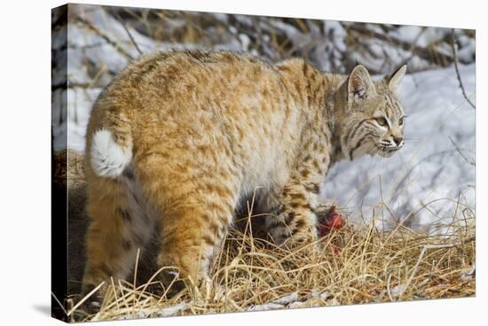 USA, Wyoming, Bobcat Feeding on Mule Deer Carcass-Elizabeth Boehm-Stretched Canvas