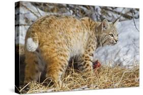 USA, Wyoming, Bobcat Feeding on Mule Deer Carcass-Elizabeth Boehm-Stretched Canvas