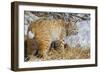 USA, Wyoming, Bobcat Feeding on Mule Deer Carcass-Elizabeth Boehm-Framed Photographic Print