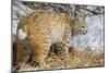 USA, Wyoming, Bobcat Feeding on Mule Deer Carcass-Elizabeth Boehm-Mounted Photographic Print