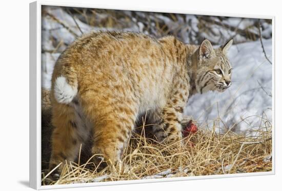 USA, Wyoming, Bobcat Feeding on Mule Deer Carcass-Elizabeth Boehm-Framed Photographic Print