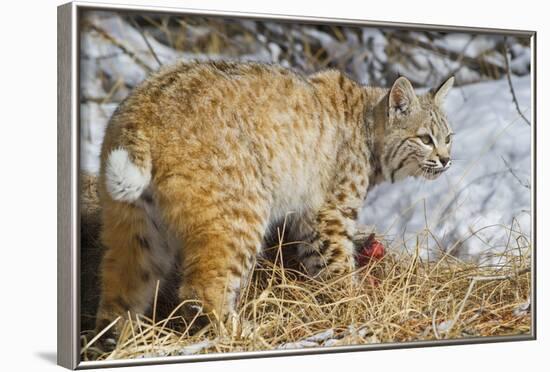 USA, Wyoming, Bobcat Feeding on Mule Deer Carcass-Elizabeth Boehm-Framed Photographic Print