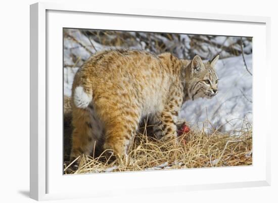 USA, Wyoming, Bobcat Feeding on Mule Deer Carcass-Elizabeth Boehm-Framed Photographic Print