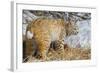 USA, Wyoming, Bobcat Feeding on Mule Deer Carcass-Elizabeth Boehm-Framed Photographic Print