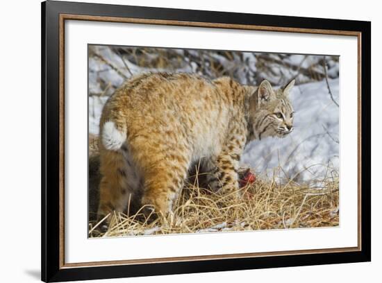 USA, Wyoming, Bobcat Feeding on Mule Deer Carcass-Elizabeth Boehm-Framed Photographic Print