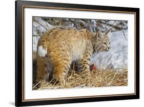 USA, Wyoming, Bobcat Feeding on Mule Deer Carcass-Elizabeth Boehm-Framed Photographic Print