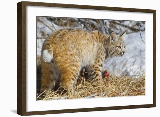 USA, Wyoming, Bobcat Feeding on Mule Deer Carcass-Elizabeth Boehm-Framed Photographic Print