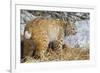 USA, Wyoming, Bobcat Feeding on Mule Deer Carcass-Elizabeth Boehm-Framed Photographic Print