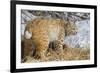 USA, Wyoming, Bobcat Feeding on Mule Deer Carcass-Elizabeth Boehm-Framed Photographic Print