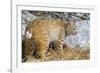 USA, Wyoming, Bobcat Feeding on Mule Deer Carcass-Elizabeth Boehm-Framed Photographic Print