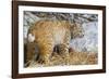 USA, Wyoming, Bobcat Feeding on Mule Deer Carcass-Elizabeth Boehm-Framed Photographic Print