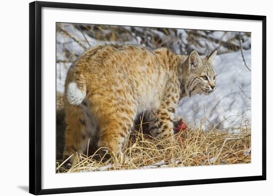 USA, Wyoming, Bobcat Feeding on Mule Deer Carcass-Elizabeth Boehm-Framed Photographic Print