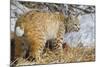 USA, Wyoming, Bobcat Feeding on Mule Deer Carcass-Elizabeth Boehm-Mounted Photographic Print