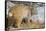 USA, Wyoming, Bobcat Feeding on Mule Deer Carcass-Elizabeth Boehm-Framed Stretched Canvas