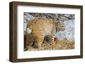 USA, Wyoming, Bobcat Feeding on Mule Deer Carcass-Elizabeth Boehm-Framed Photographic Print