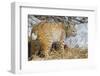 USA, Wyoming, Bobcat Feeding on Mule Deer Carcass-Elizabeth Boehm-Framed Photographic Print