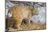 USA, Wyoming, Bobcat Feeding on Mule Deer Carcass-Elizabeth Boehm-Mounted Photographic Print