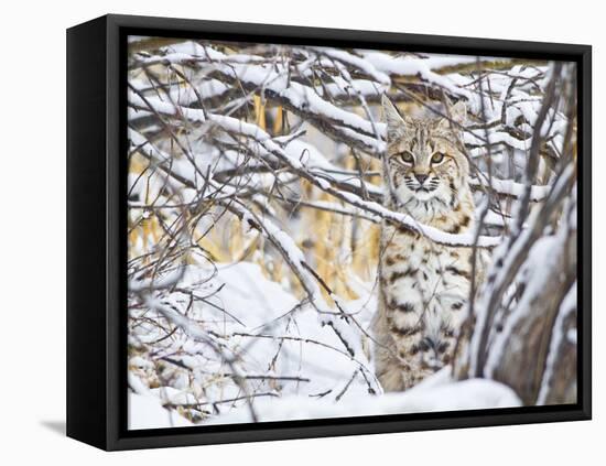 USA, Wyoming, Bobcat Sitting in Snow Covered Branches-Elizabeth Boehm-Framed Stretched Canvas