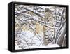 USA, Wyoming, Bobcat Sitting in Snow Covered Branches-Elizabeth Boehm-Framed Stretched Canvas