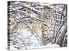 USA, Wyoming, Bobcat Sitting in Snow Covered Branches-Elizabeth Boehm-Stretched Canvas