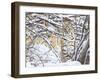 USA, Wyoming, Bobcat Sitting in Snow Covered Branches-Elizabeth Boehm-Framed Premium Photographic Print