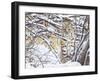 USA, Wyoming, Bobcat Sitting in Snow Covered Branches-Elizabeth Boehm-Framed Premium Photographic Print