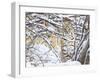 USA, Wyoming, Bobcat Sitting in Snow Covered Branches-Elizabeth Boehm-Framed Premium Photographic Print