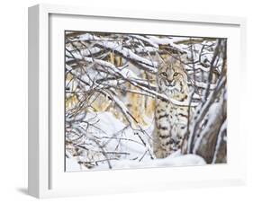 USA, Wyoming, Bobcat Sitting in Snow Covered Branches-Elizabeth Boehm-Framed Premium Photographic Print